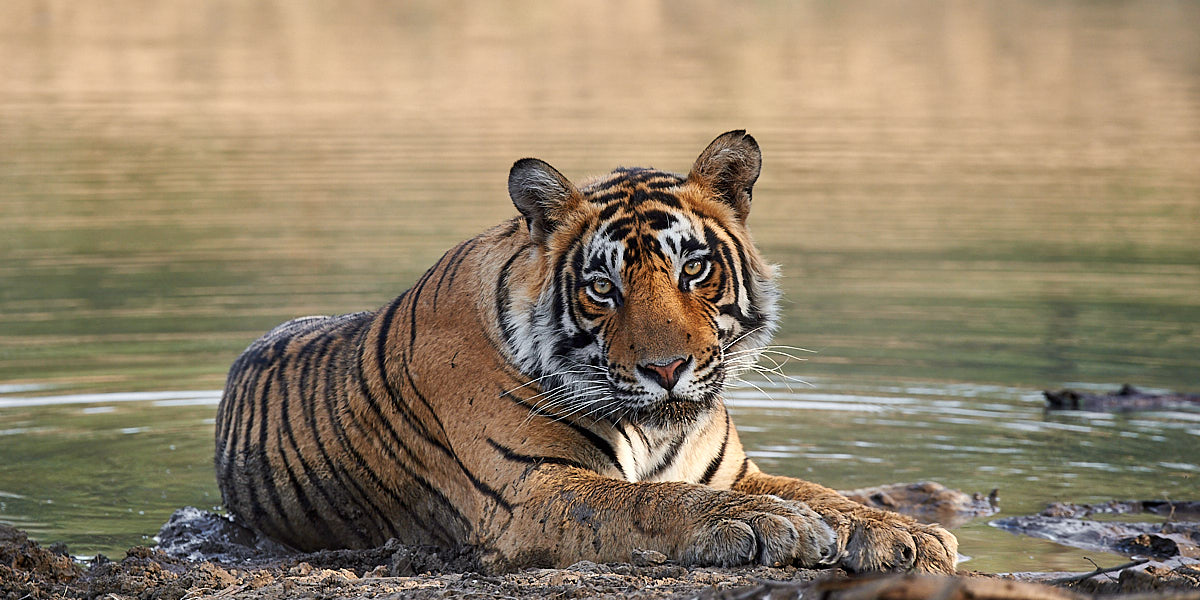 Tigre del Bengala - Ranthanbhore